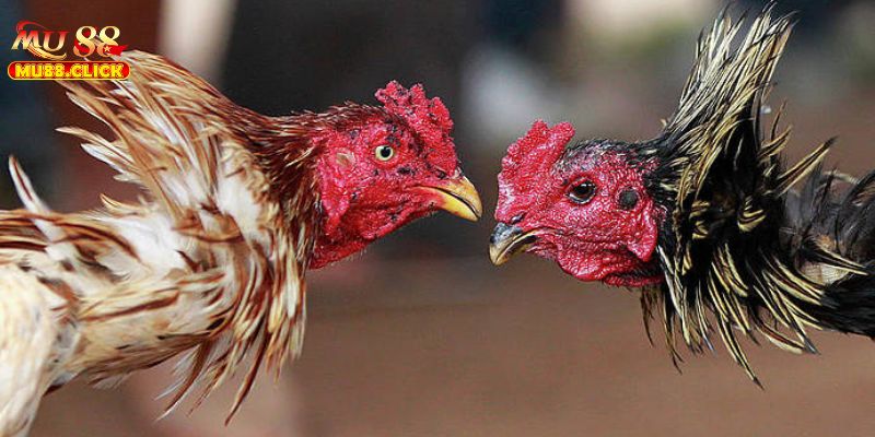 Sảnh cược đá gà thomo với các trận đấu hàng đầu Sảnh cược đá gà thomo với các trận đấu hàng đầu