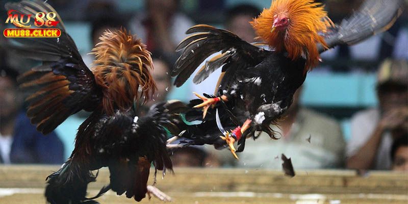 Khái quát thông tin về Trường gà Thomo MU88 Khái quát thông tin về Trường gà Thomo MU88